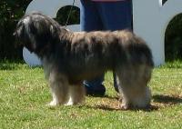 Criadores de cães Pastor Catalão