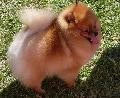 Lulu da Pomerânia