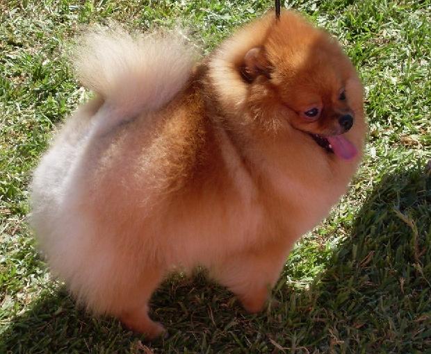 Lulu da Pomerânia