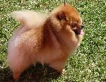 Cães