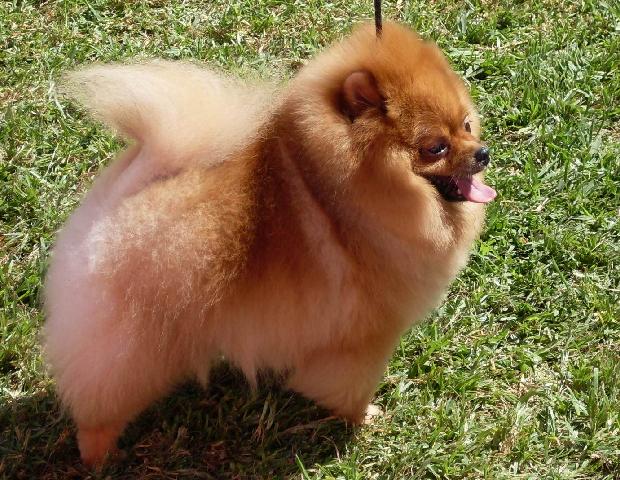 Lulu da Pomerânia