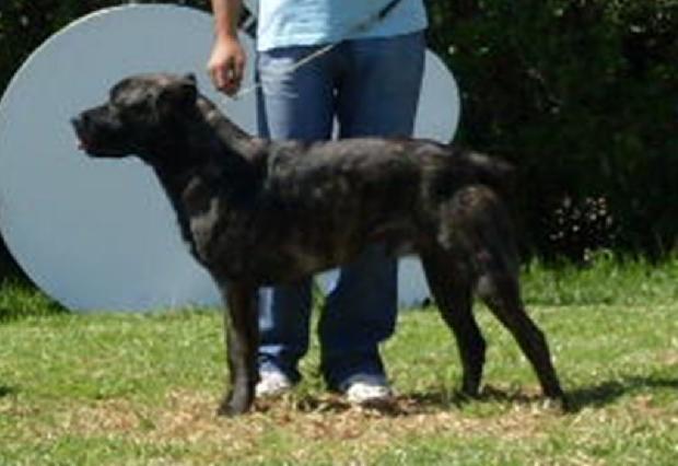 Cão de Fila de São Miguel
