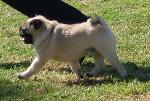 Cães