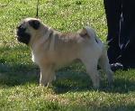 Cães