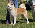 Akita Inu
