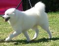 Samoiedo
