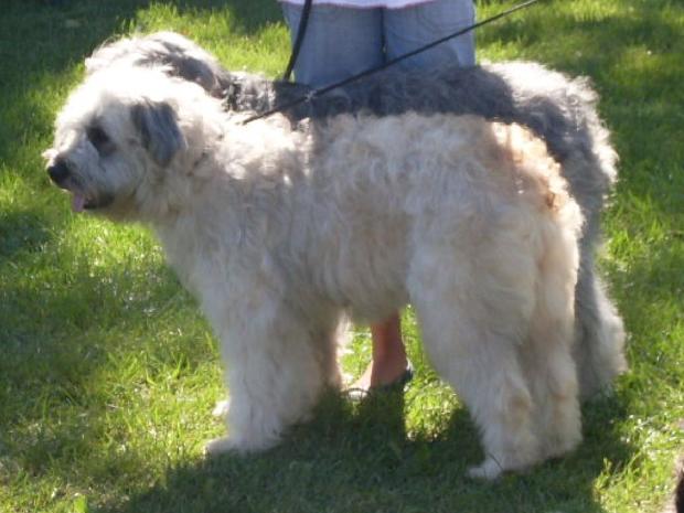 Barbados da Terceira