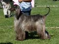 Galgo Afegão