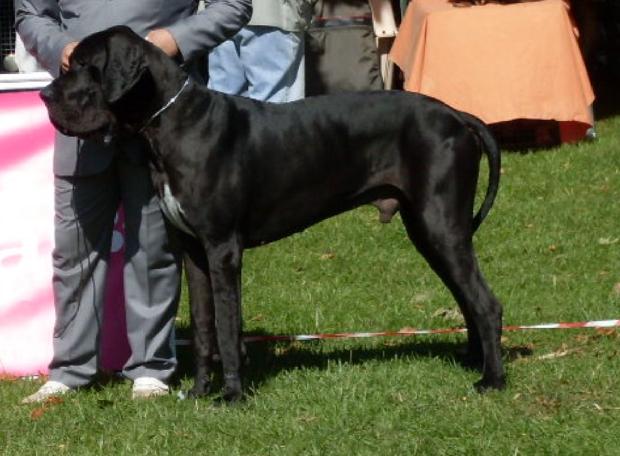 Dogue Alemão