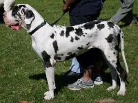 Criadores de cães Dogue Alemão