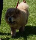 Chow Chow