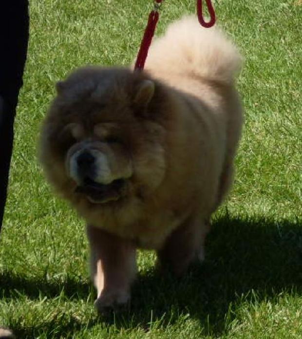 Chow Chow