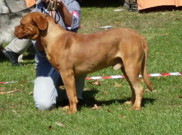 Dogue de Bordéus
