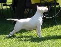 Bull Terrier