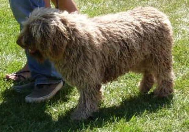 Cão de Água Espanhol