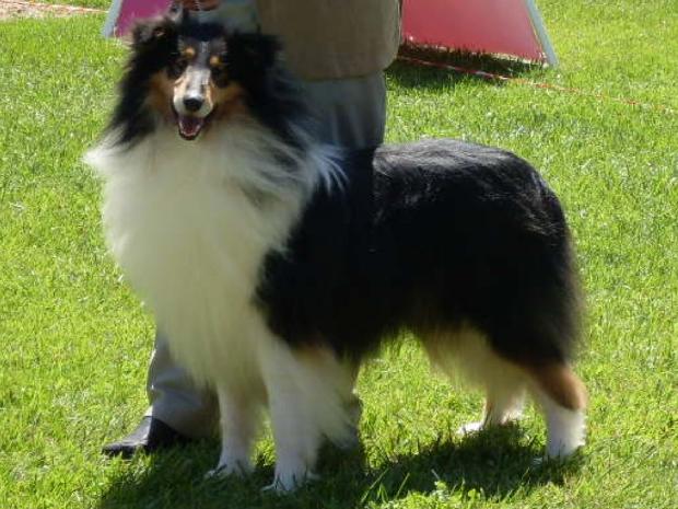 Rough Collie