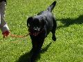 Retriever do Labrador