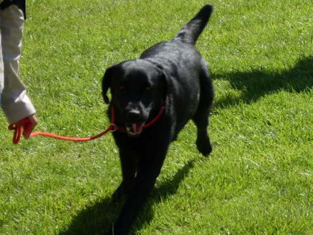 Retriever do Labrador