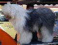 Bobtail