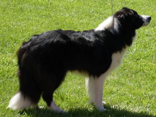 Border Collie
