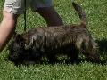 Cairn Terrier