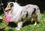 Cães