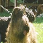 Criadores de cães Pastor de Brie