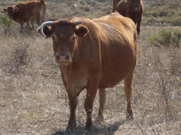 Vaca