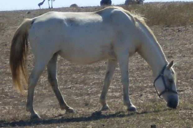 Cavalo