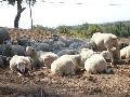 Ovelhas