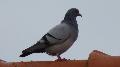 Pombo