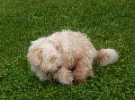 Cães