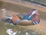 Aves