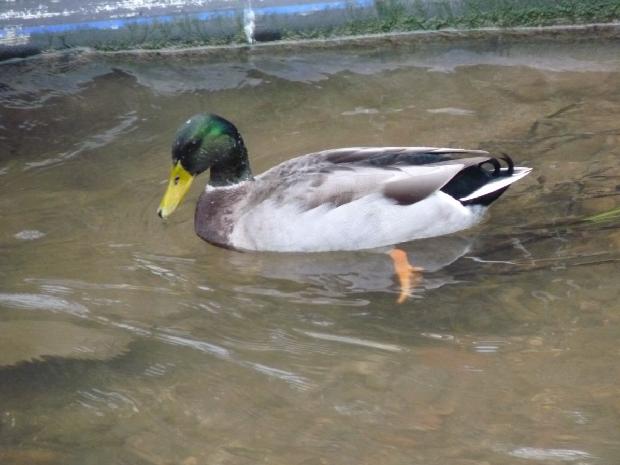 Pato-real