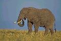 Elefante africano