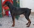 Doberman