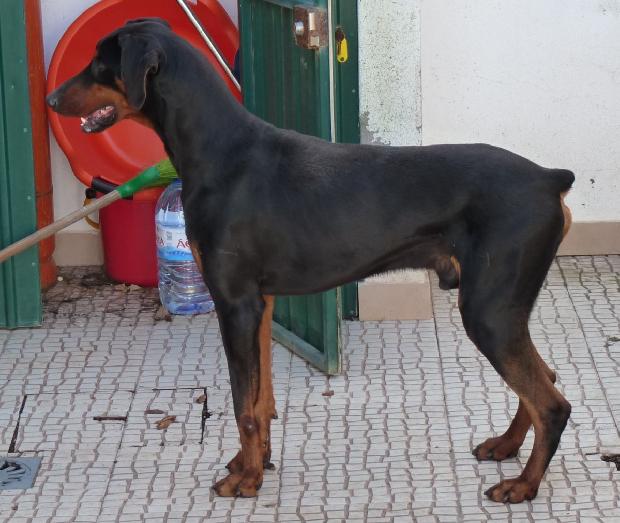 Doberman