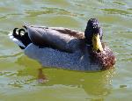 Aves