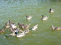 Patos-reais