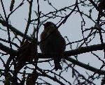 Aves