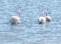 Flamingos