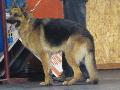 Cão de Pastor Alemão