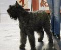 Cão Boieiro da Flandres