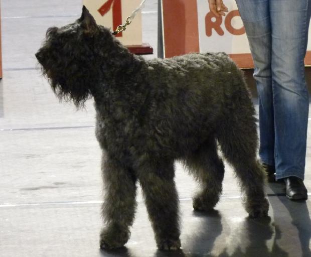 Cão Boieiro da Flandres