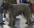 Cão Boieiro da Flandres