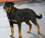 Cães