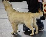 Cães