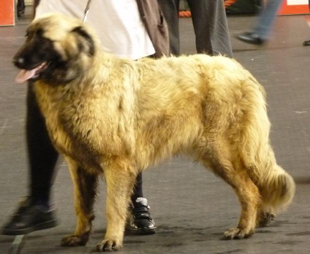 Cão da Serra da Estrela