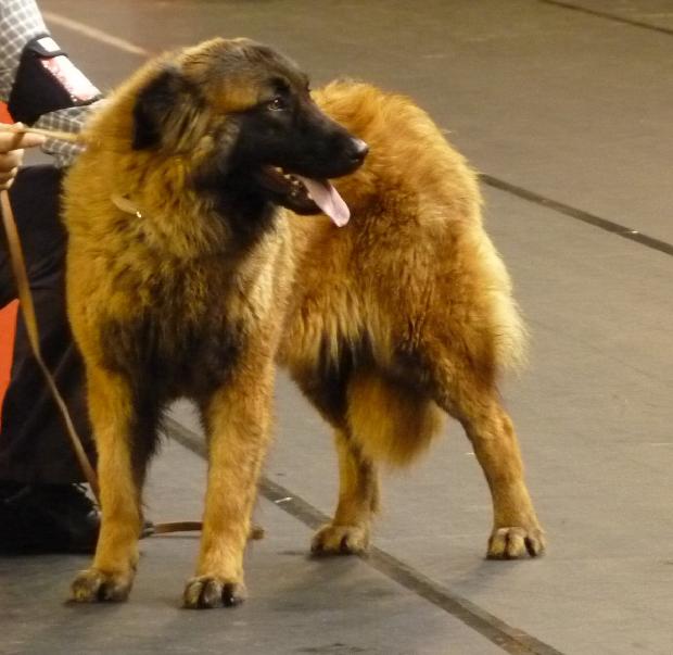 Cão da Serra da Estrela