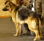Cães
